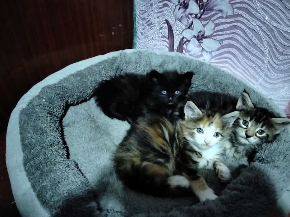 Котята Мейн-куна