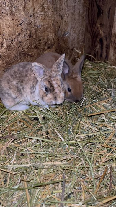 Iepurași  Holland Lop și Rex pitic disponibili !