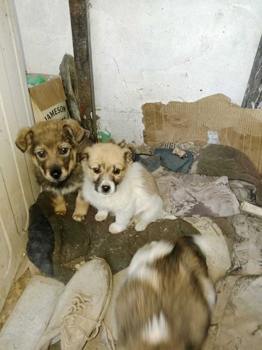 Маленькие звонки в добрые руки