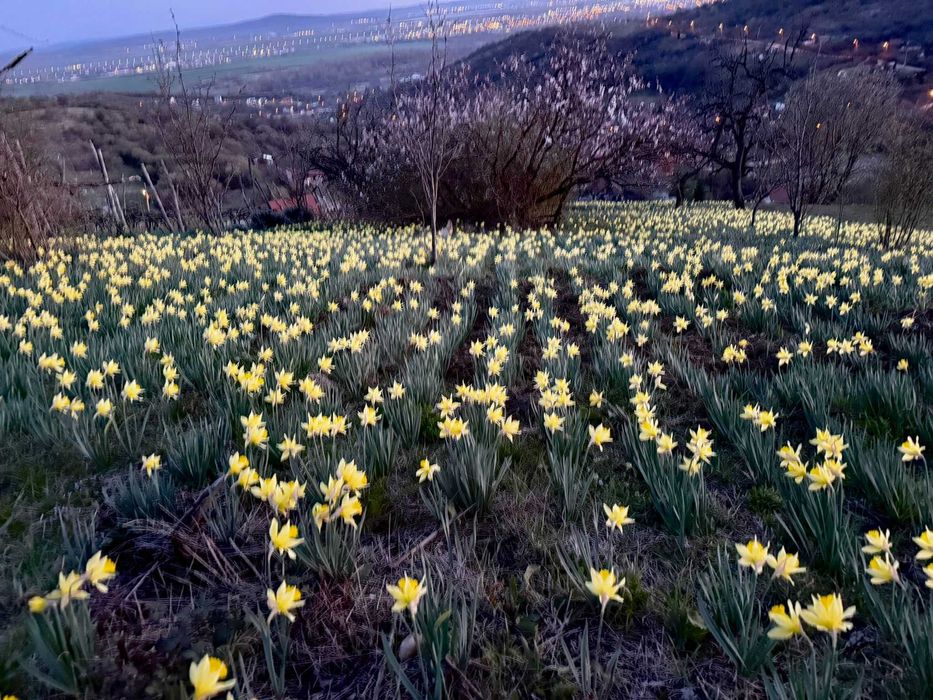 RAR! Teren 1110mp Oradea, str. Gheorghe Doja, vedere superba panorama