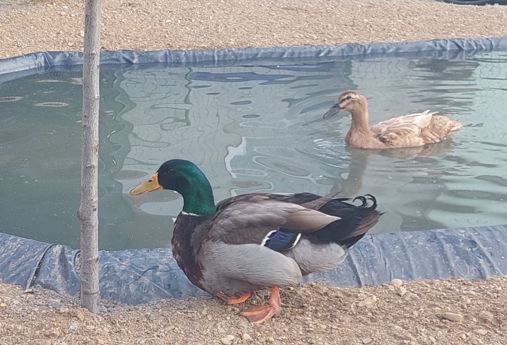 Vind ouă rate rouen