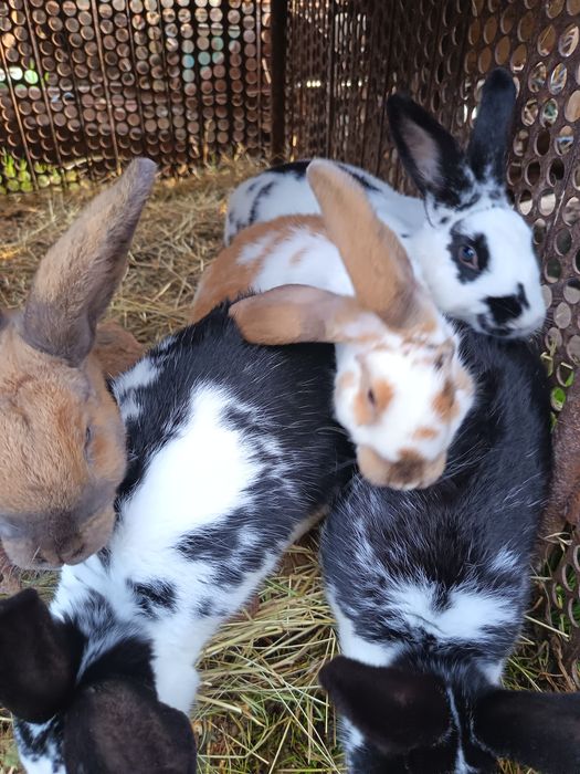 lepuri/iepurași de vânzare