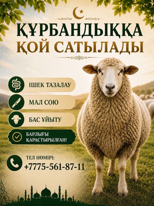 Қой сатылады Астана қаласы