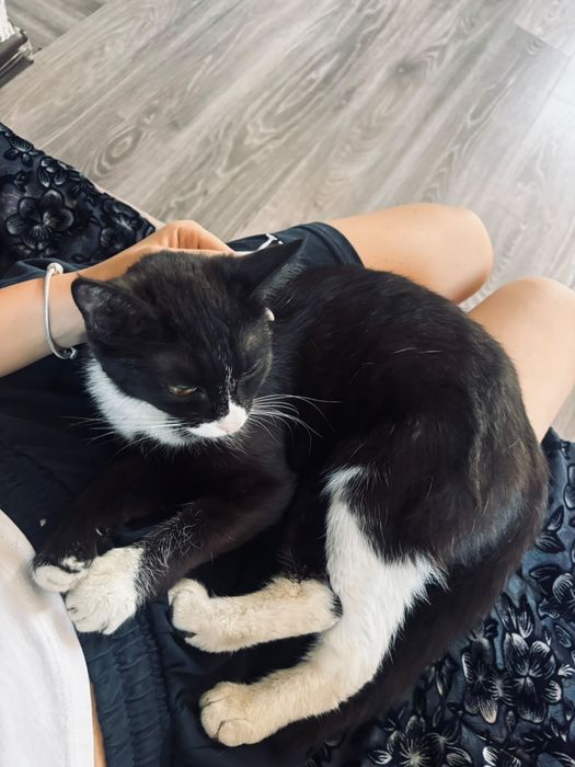 Отдам в хорошие руки кошечку