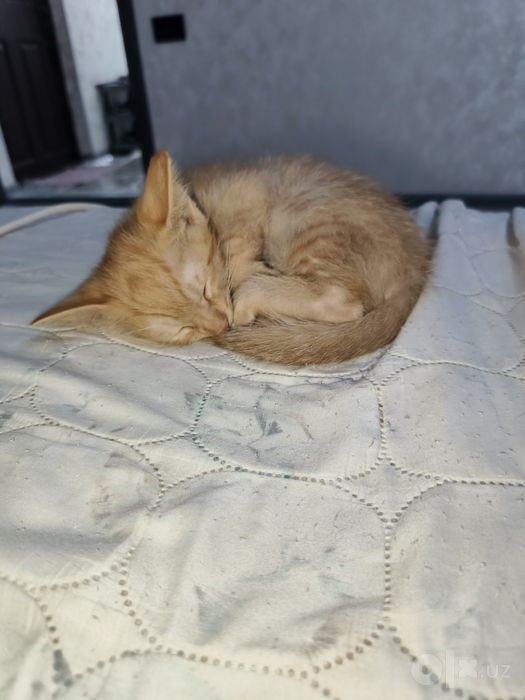 Отдам котят в добрые руки.
