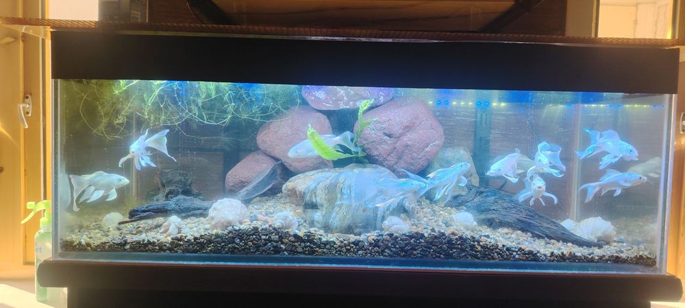 Арзон аквариумла.