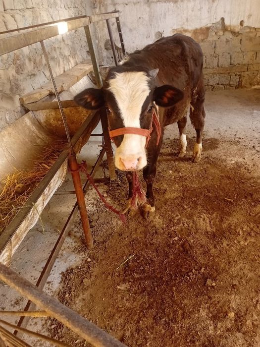 Molcha sotiladi 19milion yana kami bor
