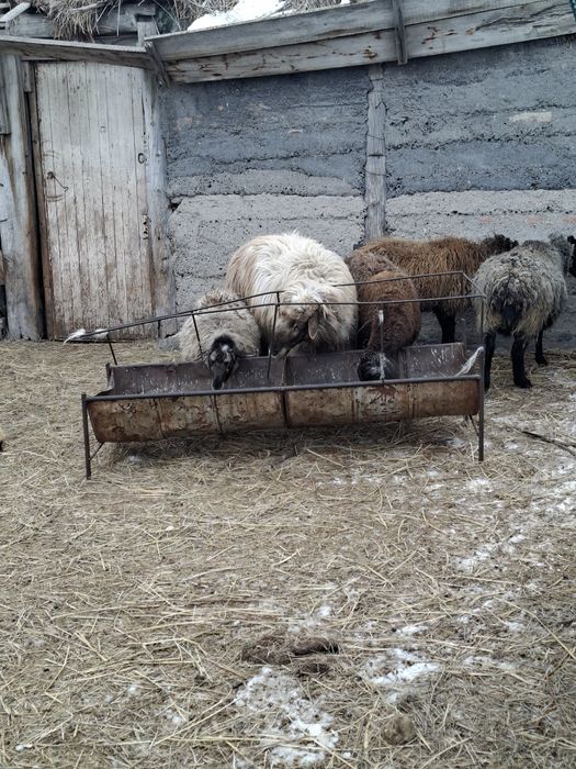 Қошқар сатылады Қарамұрын ауылы