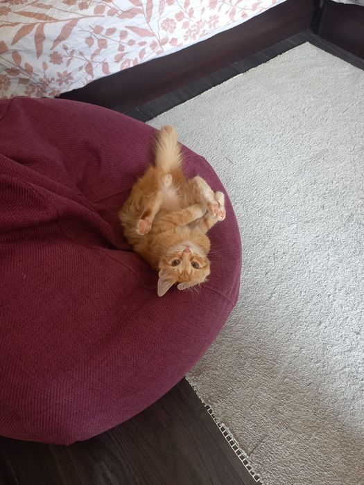 Коте Слънце търси дом