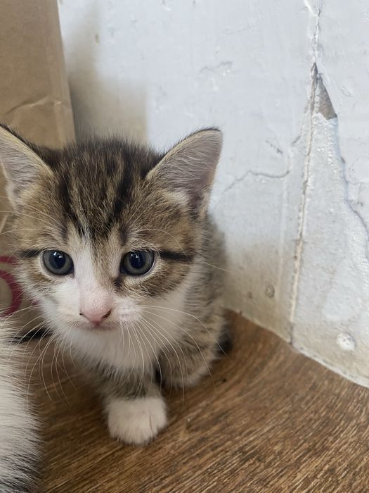 Таза мысықтар 1 айлық