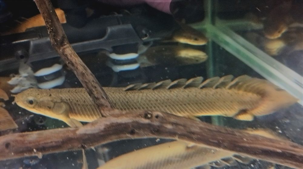 Полиптерусы сенегальские