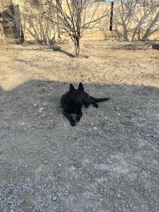 Продам немецкую овчарку