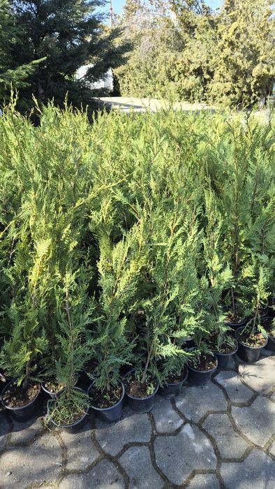 Chiparos gard viu tuia  leylandi  ALTOIT crescuti  în Romania