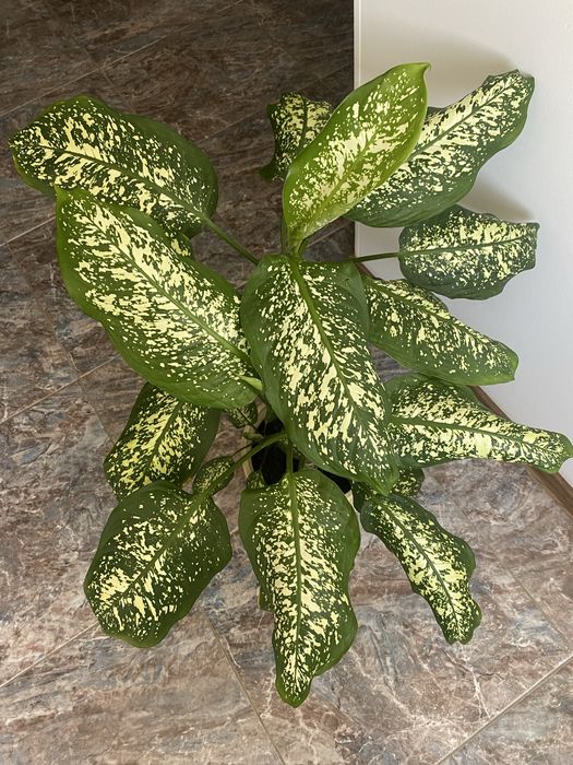 Продам Диффенбахию