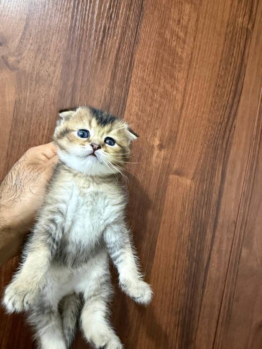 Золотая Шиншила Скотиш Фолд