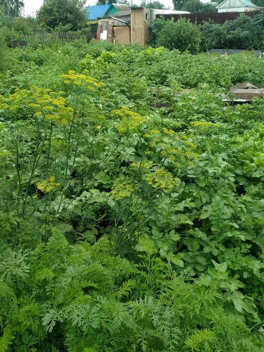 Продам дачу Новопавловка