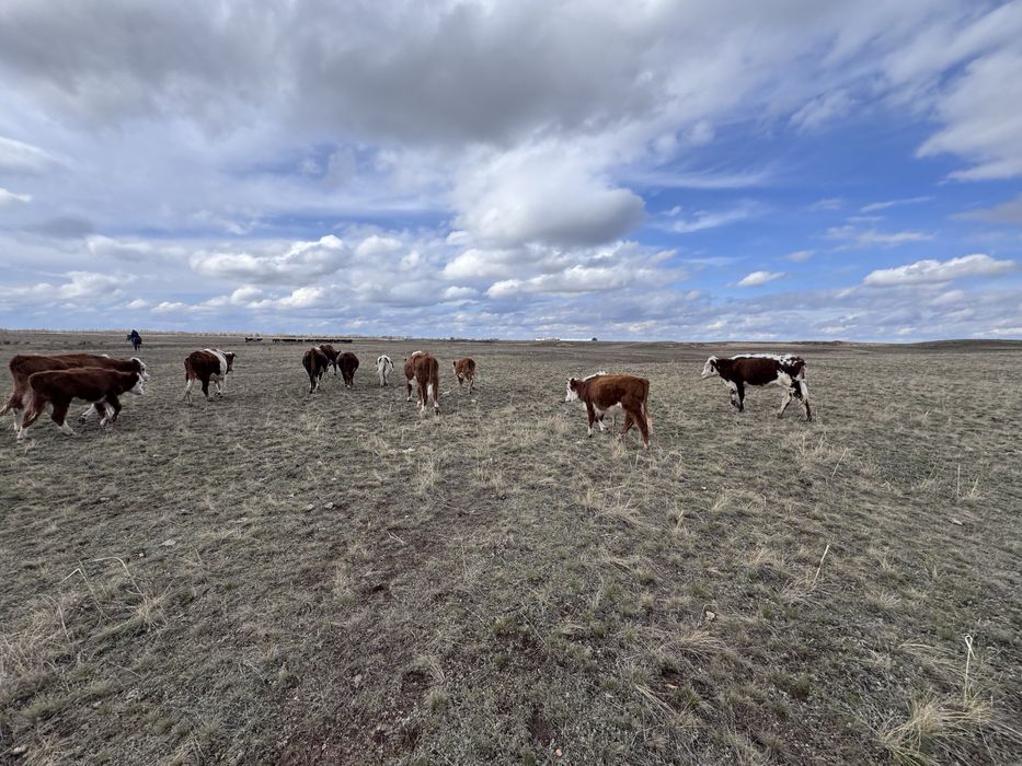 Коровы, телята, бык