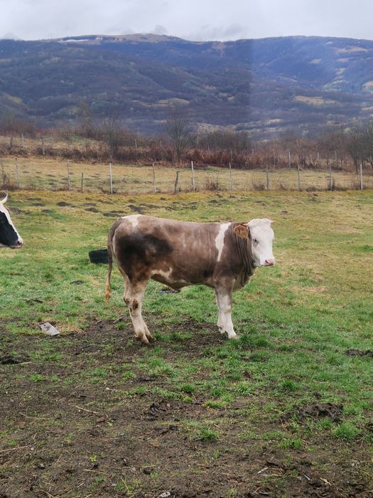 Vitea de 10 luni de vanzare