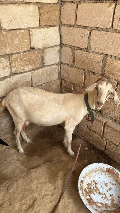 Ешкі сатылады + лағымен бірге