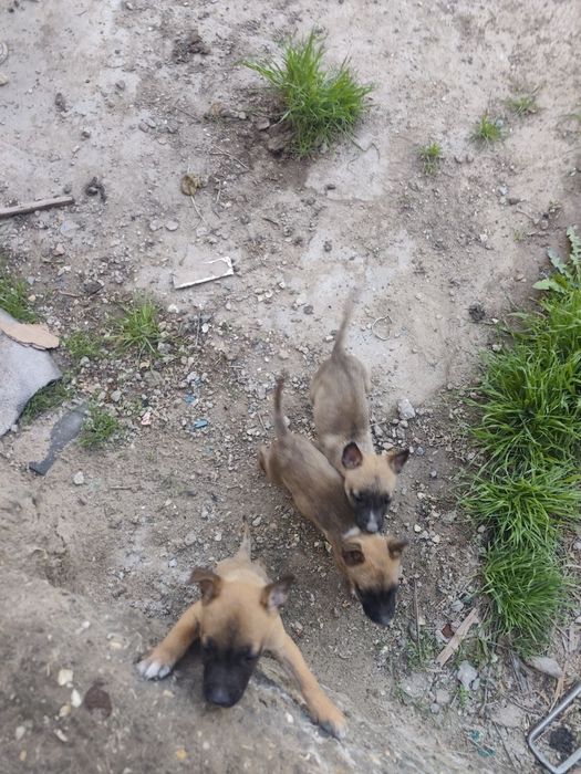 Продаются щенки метисы (малинуа и питбуль)