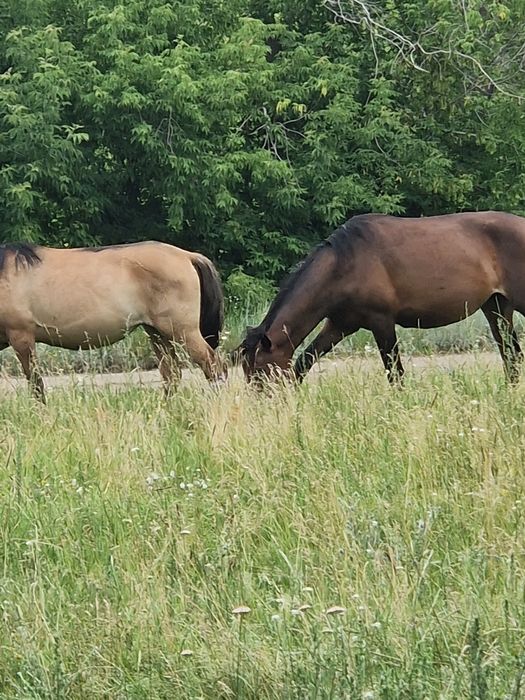 Продаеться Лошади