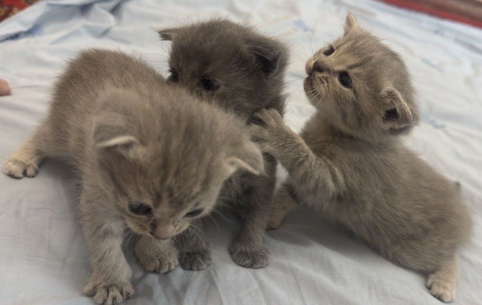 Scottish Fold mushukchalar