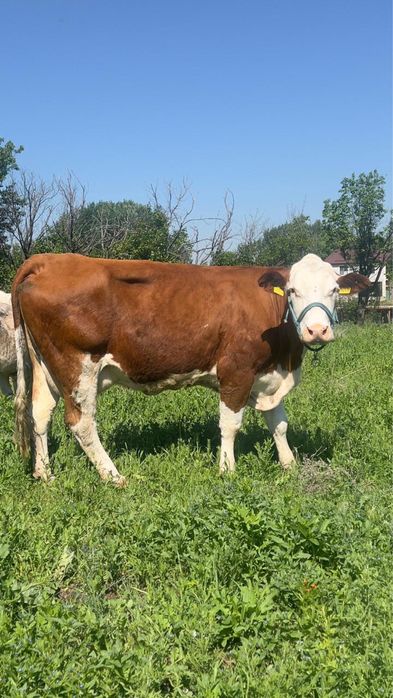 Продам корову доиную симентал