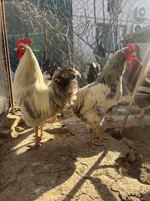 Петухи 17 штук.