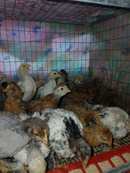 Pui de casa motati bărboși incaltati