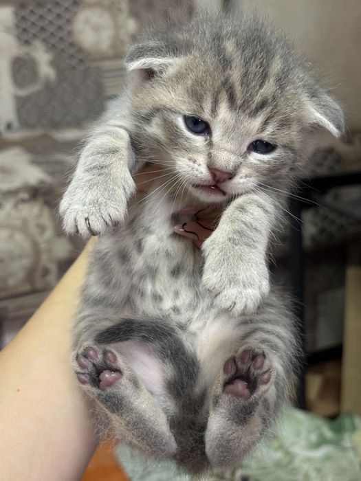 Шотландские вислоухие