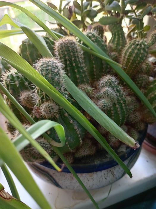 Цветы комнатные продажа или обмен