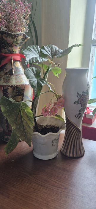 Продам комнатные растения