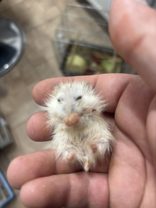 Hamster siberian