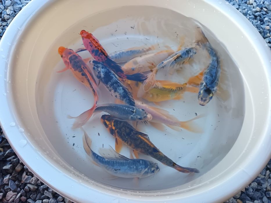 Crap koi butterfly