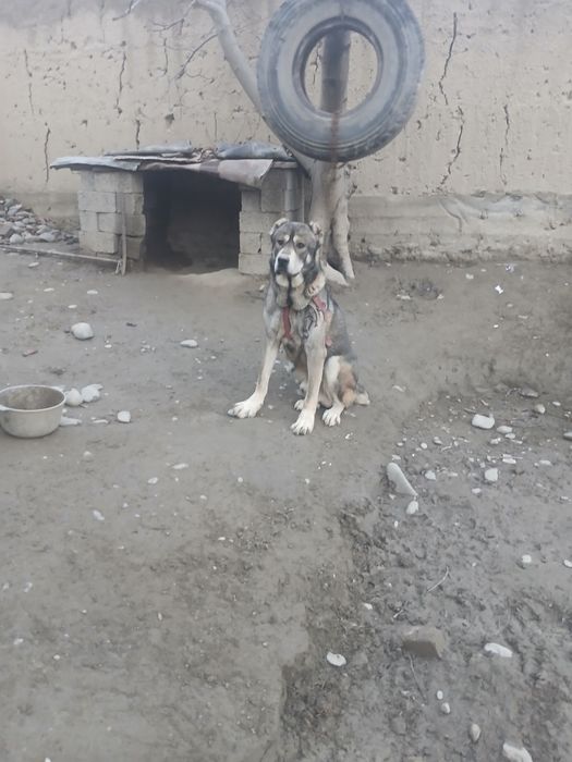 Gektor laqabli it zitdor
