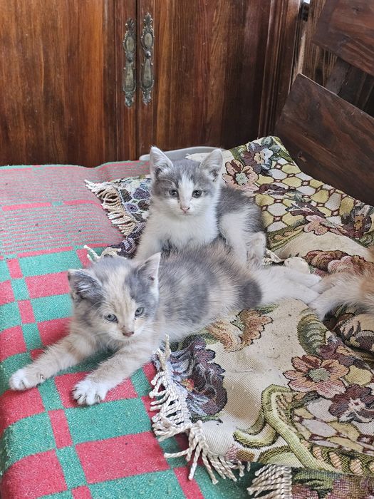 Котята ищат дом в хорошие руки