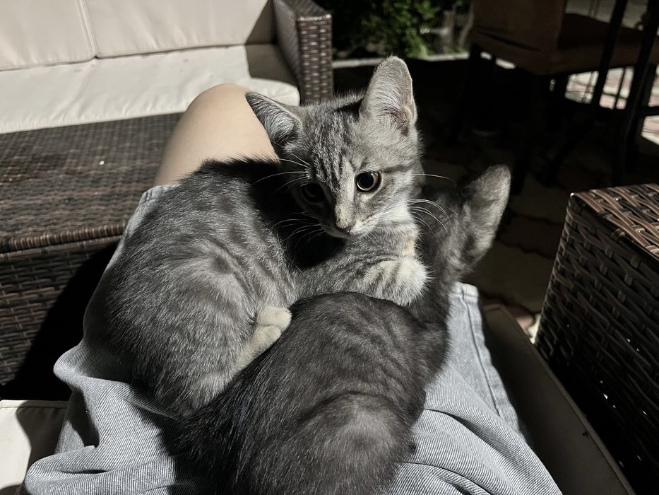 Котята бесплатно