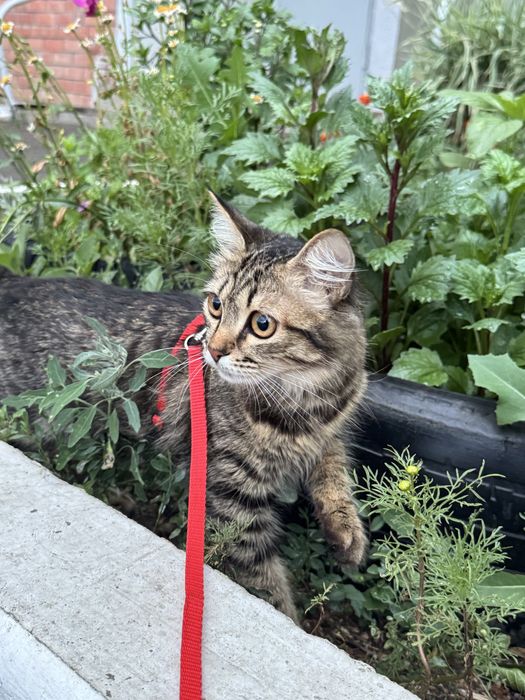 Отдам девочка кошка