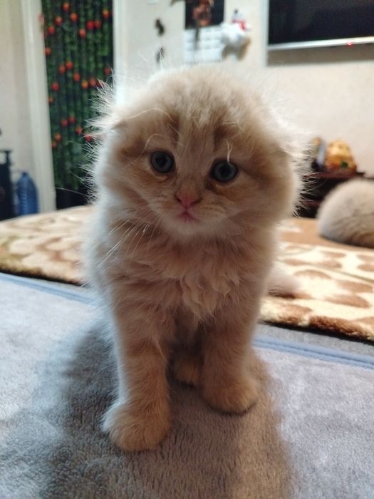 Продаются  если всех 2млн