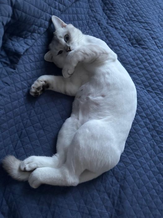 Кот продаем шиншилу