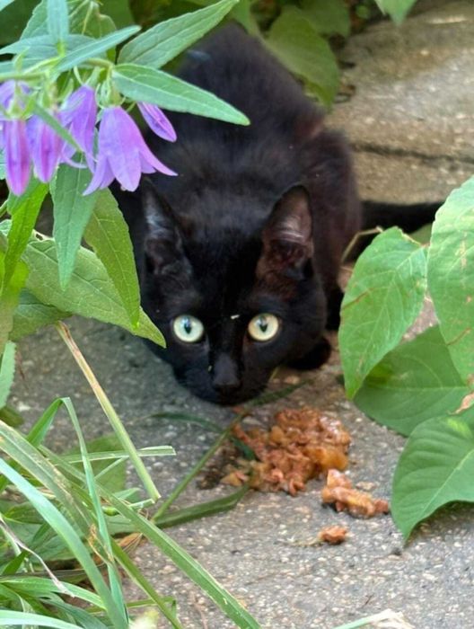 Отдадим котика в добрые руки