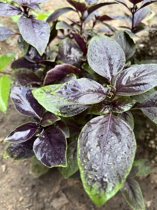 Комнатные и садовые растения