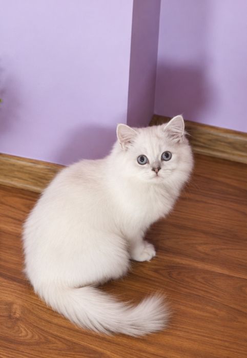 Băiețel British Longhair – un ghemotoc de blăniță și iubire!certificat pedigree