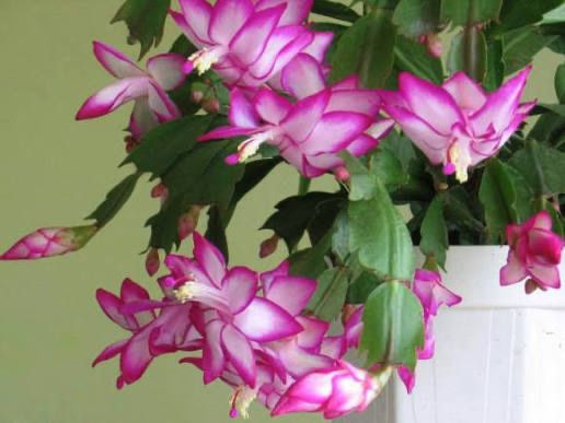 Комнатные растения