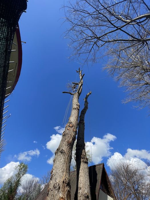 Toaletaje arbori ,livezi si defrisare terenuri impadurite
