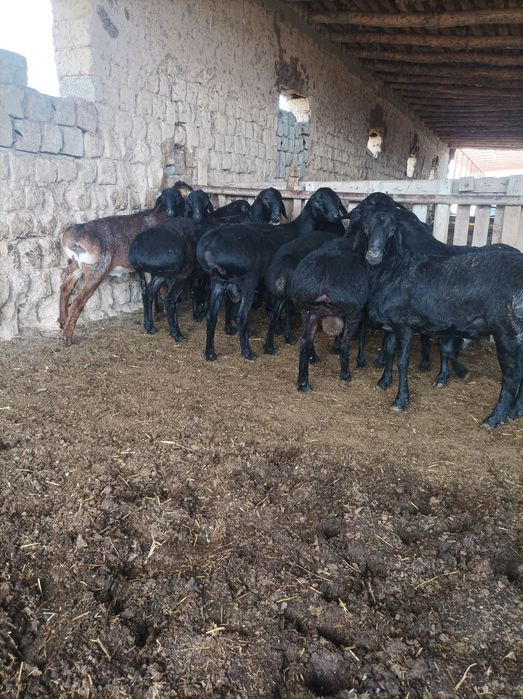 Quchqorla sotiladi semiz qulogʻlari butun