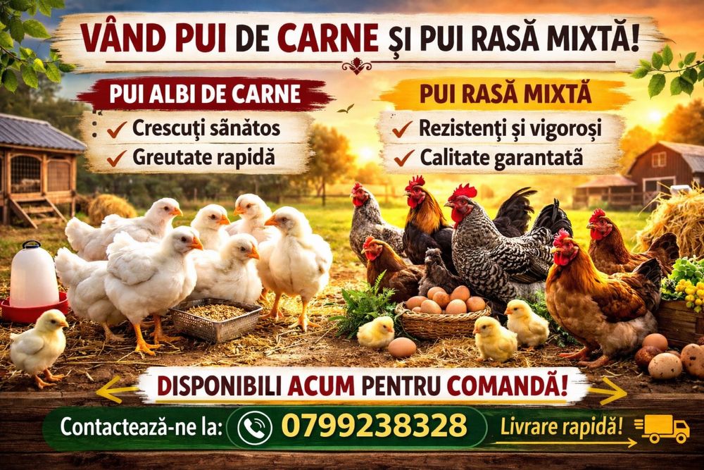 Pui albi de carne si pui rasa mixta