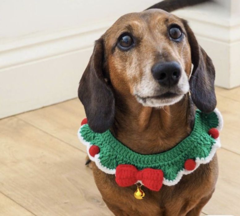 Вязание для собак