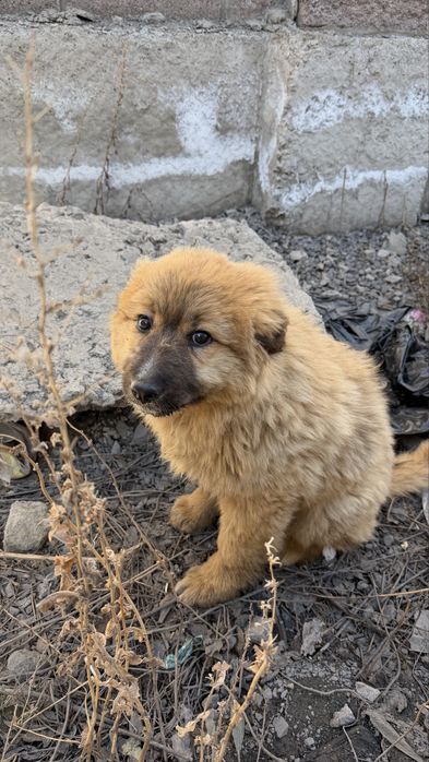 Отдам щенка в добрые руки