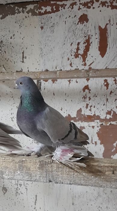 Продам игровых голубей